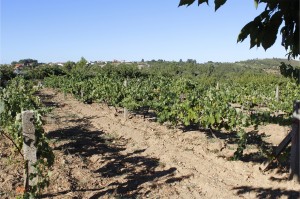 Vue sur le champ cultivé      